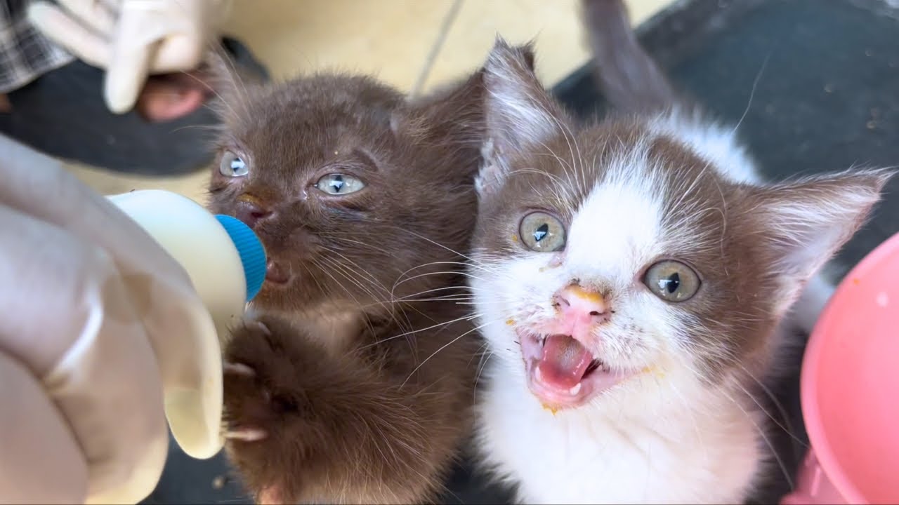 2匹のかわいい猫は何日も隔離された後に再会し、真菌性疾患はもはや深刻ではありませんでした。