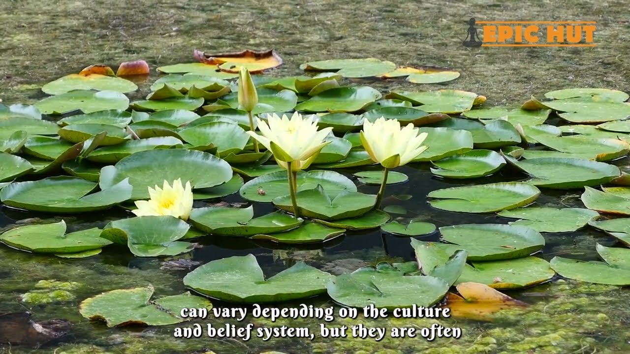 what do water lilies symbolize || qualities of water lily spiritually |