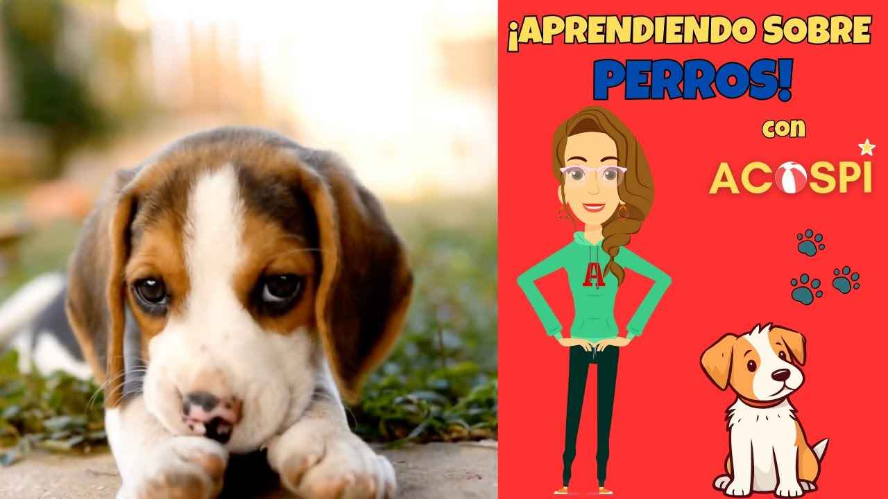Perros | Video Educativo de Animales para Niños y Niñas | Dogs in Spanish for kids