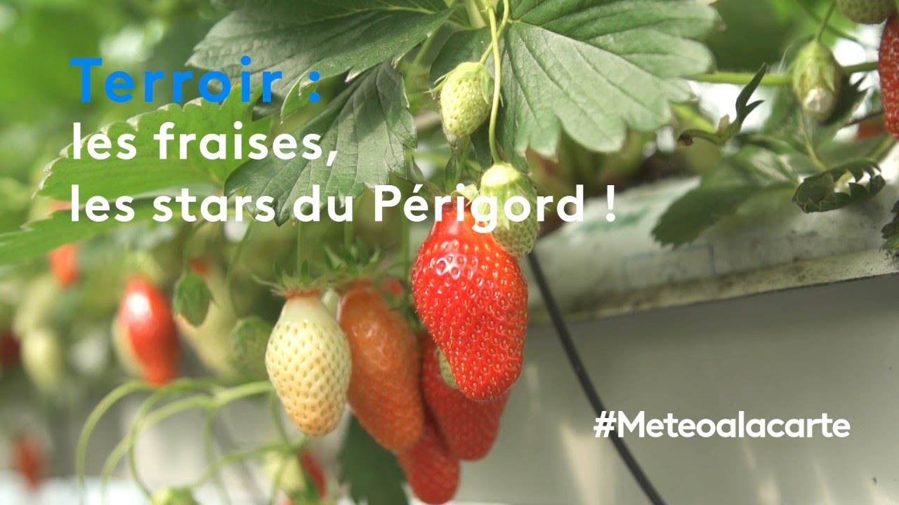 Terroir : les fraises, les stars du Périgord !