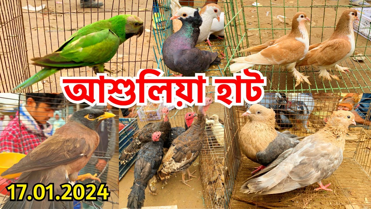 তীব্র শীতে হাট বিপর্যস্ত | আশুলিয়া হাট | পোষা প্রাণীর দাম জানুন | বুধবার | Ashulia Pet Market #643