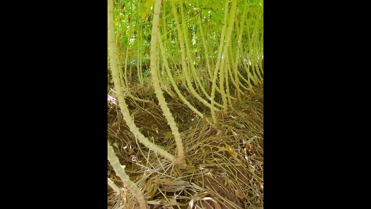 The EXPERTS Guide to Growing Cassava for Beginners #cassava #farming #agriculture #shorts