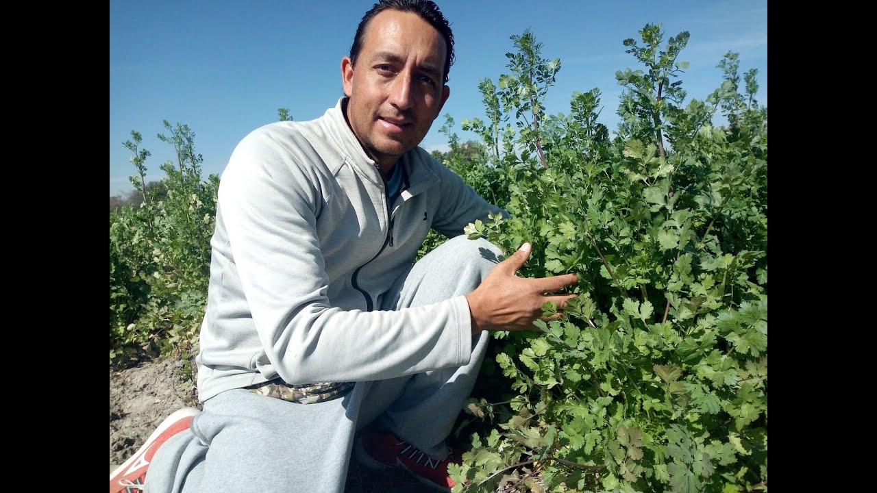 cultivo del cilantro