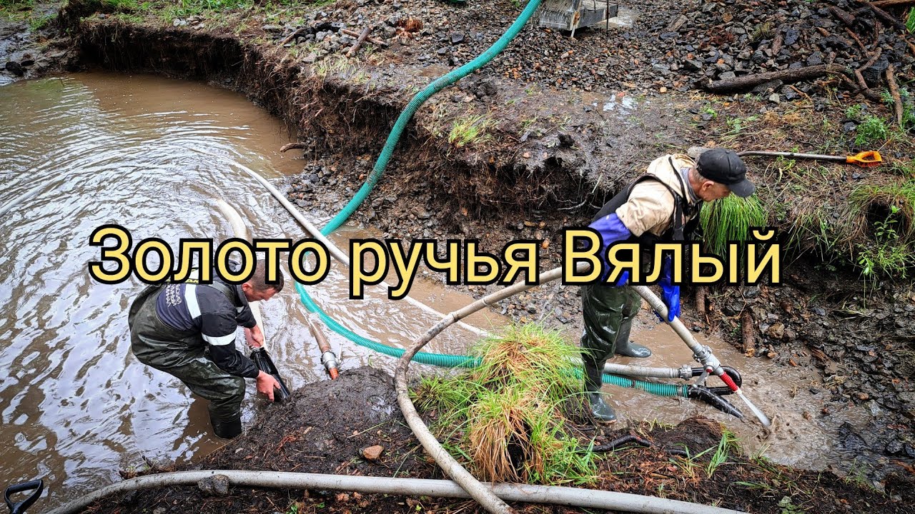 Золото ручья Вялый