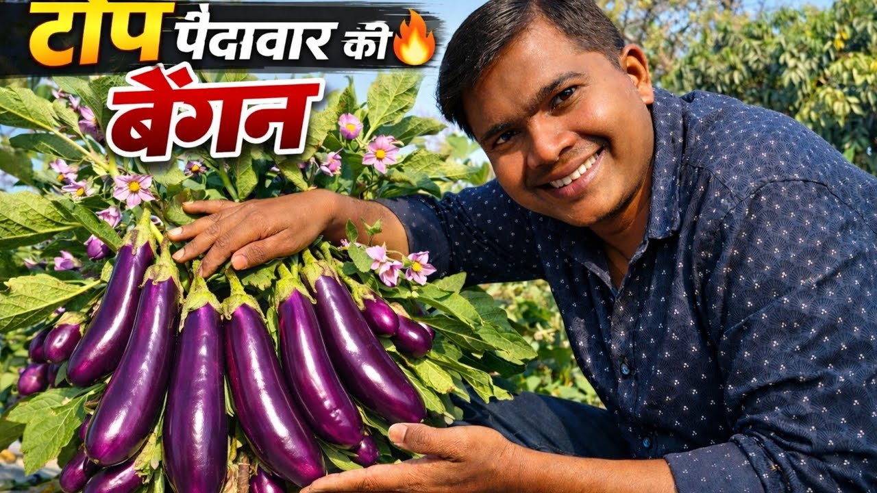 Grafted baigan | ऐसी किस्म कोई नहीं बताएगा | खाद, कीटनाशक A to Z जानकारी