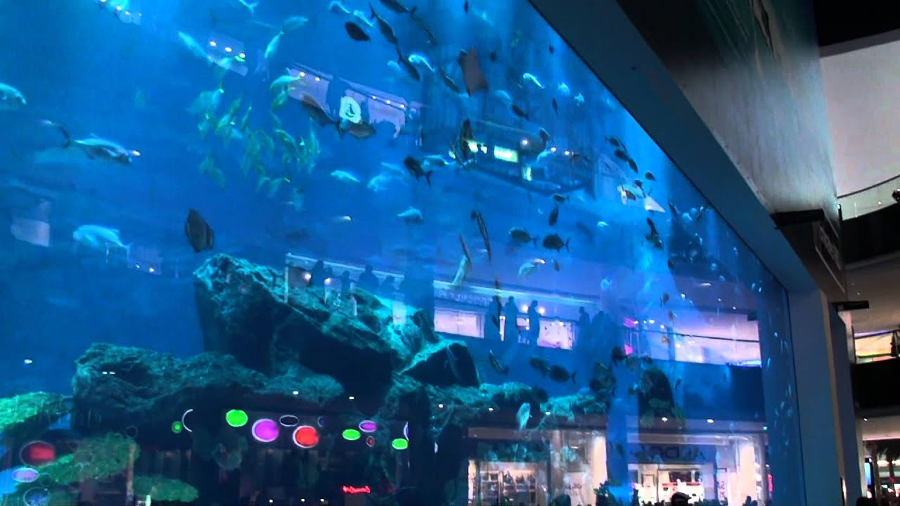 دبي اكواريوم Aquarium - دبي مول