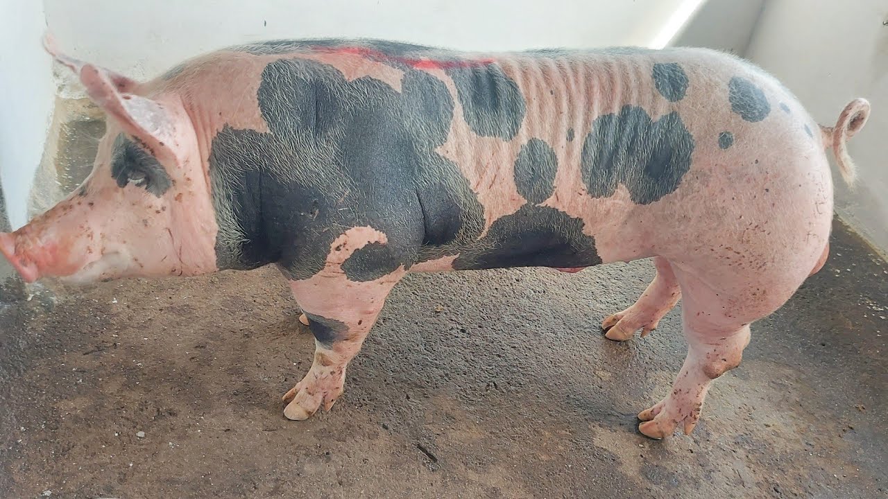 CHEGOU OUTRO PORCO, COMPREI NA GRANJA SÃO ROQUE 🐖🐷 | CIEL SUÍNOS
