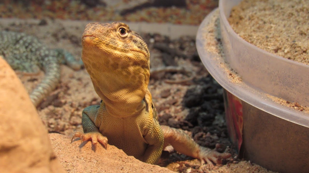 Preparing for Collared Lizard Breeding Season
