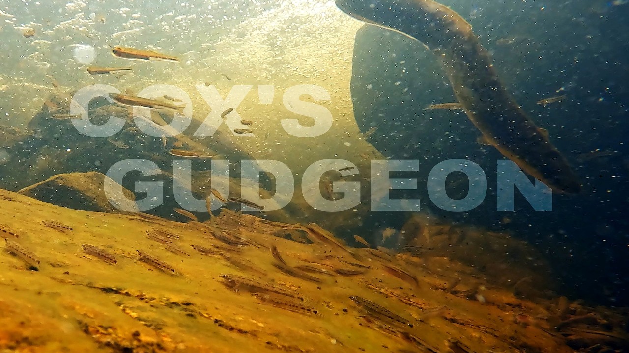 Wild Fish Tank: Cox's Gudgeon (Gobiomorphus coxii)