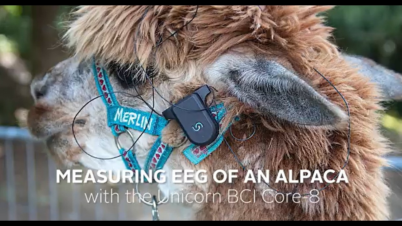 Measuring EEG from an ALPACA with the UNICORN BCI CORE-8 | walking