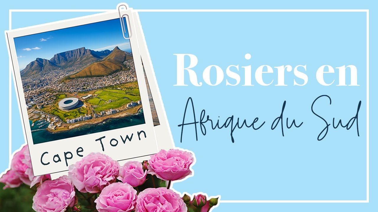 Jardins autour du Cap: rosiers et beauté en Afrique du Sud