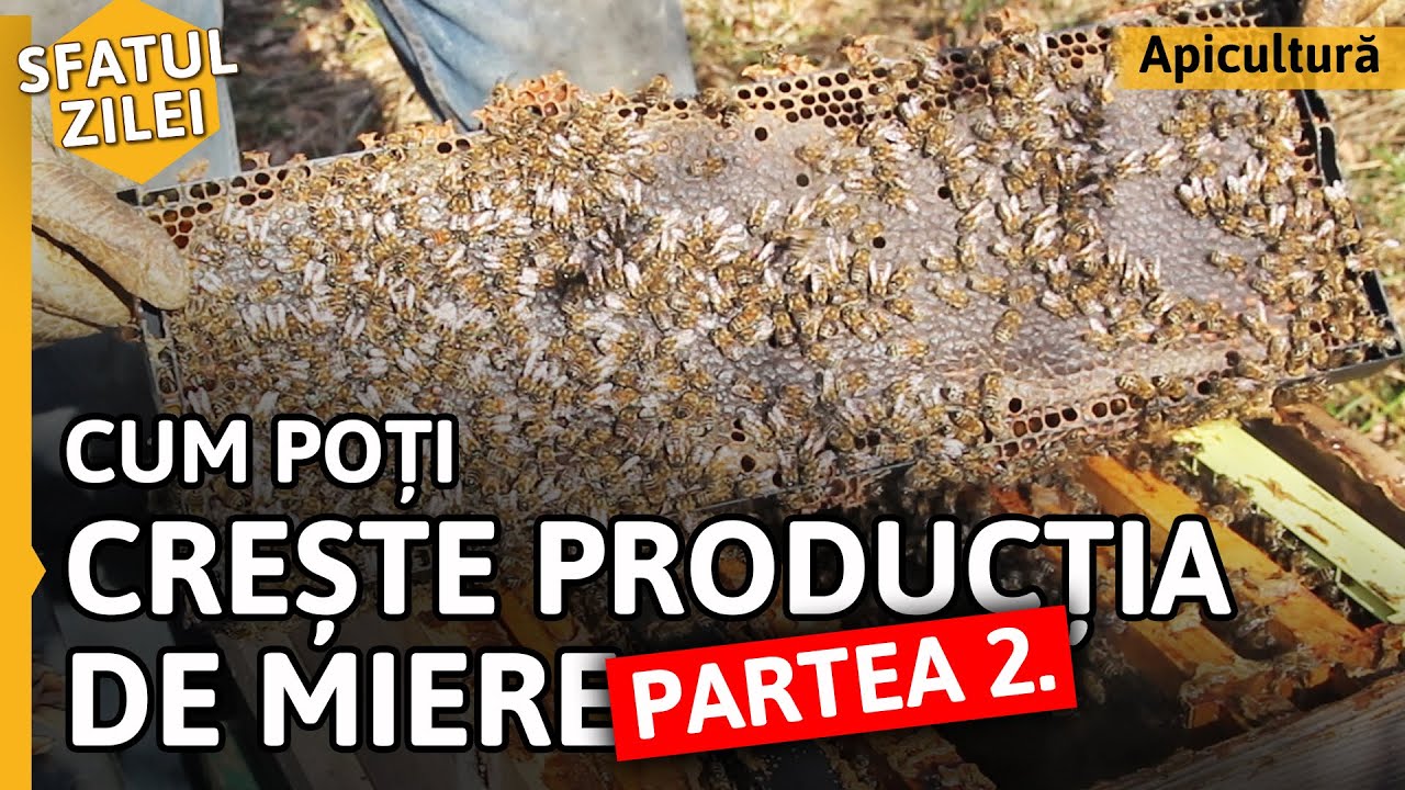 Cum poți CREȘTE PRODUCȚIA DE MIERE - Partea 2. [Sfatul zilei]