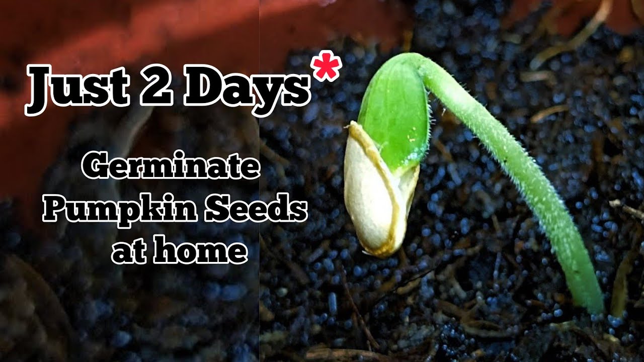 Pumpkin seeds Quick GERMINATION Process 🌿 #benefits #germinatingseeds #pumpkin #gardening
