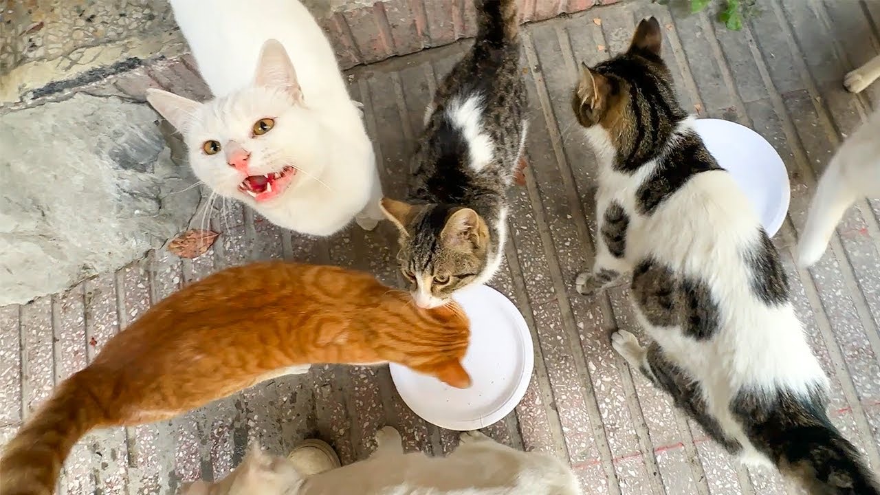 На меня напала армия голодных кошек! (Громкое мяуканье) | Кормлю бездомных кошек