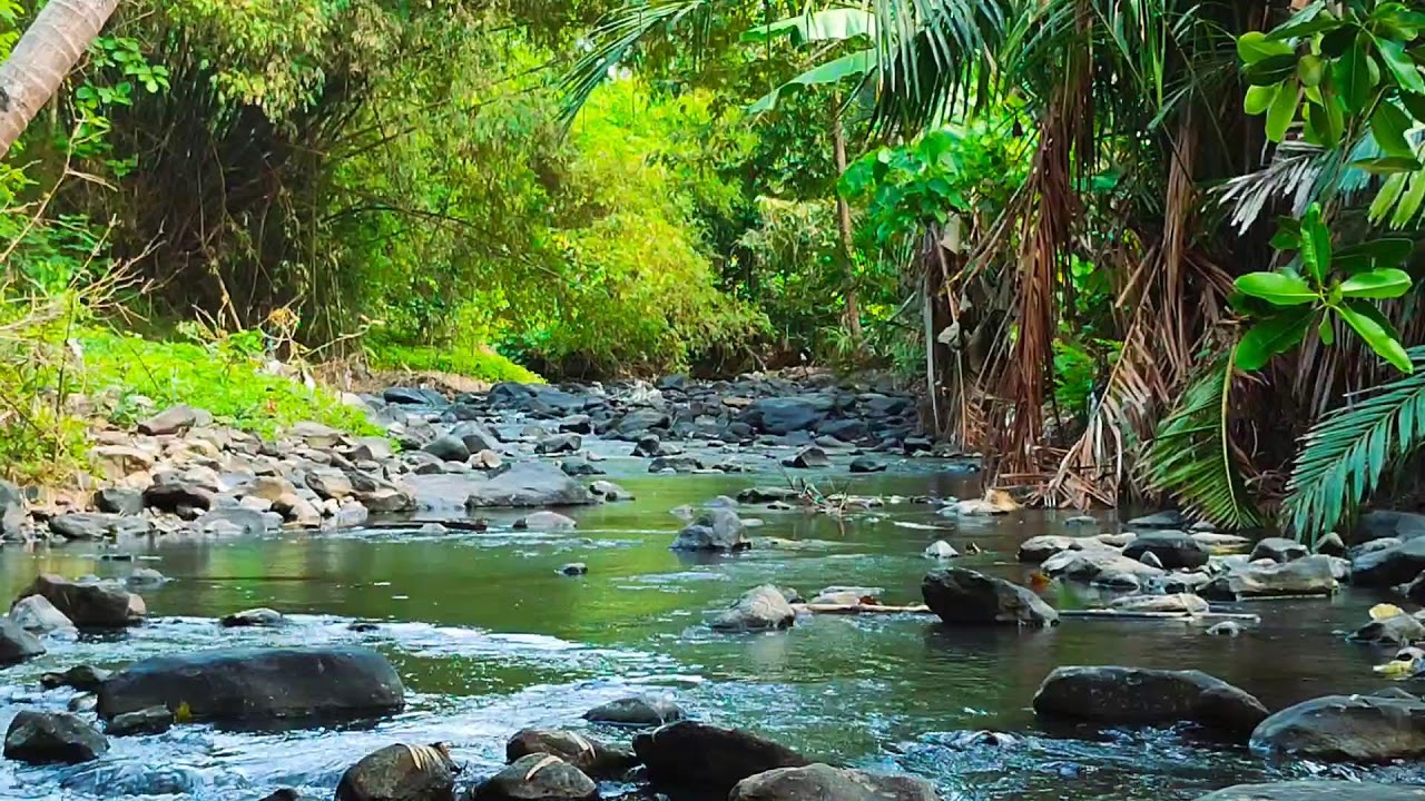11 Hours Deep Sleep Live: Relaxing Water Flow & Forest Sounds | Nature Ambience for Meditation