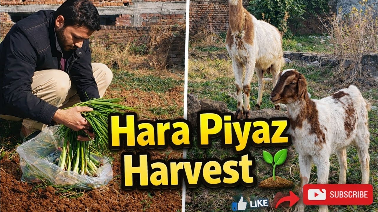 Village Life | Vlog 3 | Goats 🐐 and Spring Onion 🌱 Harvest