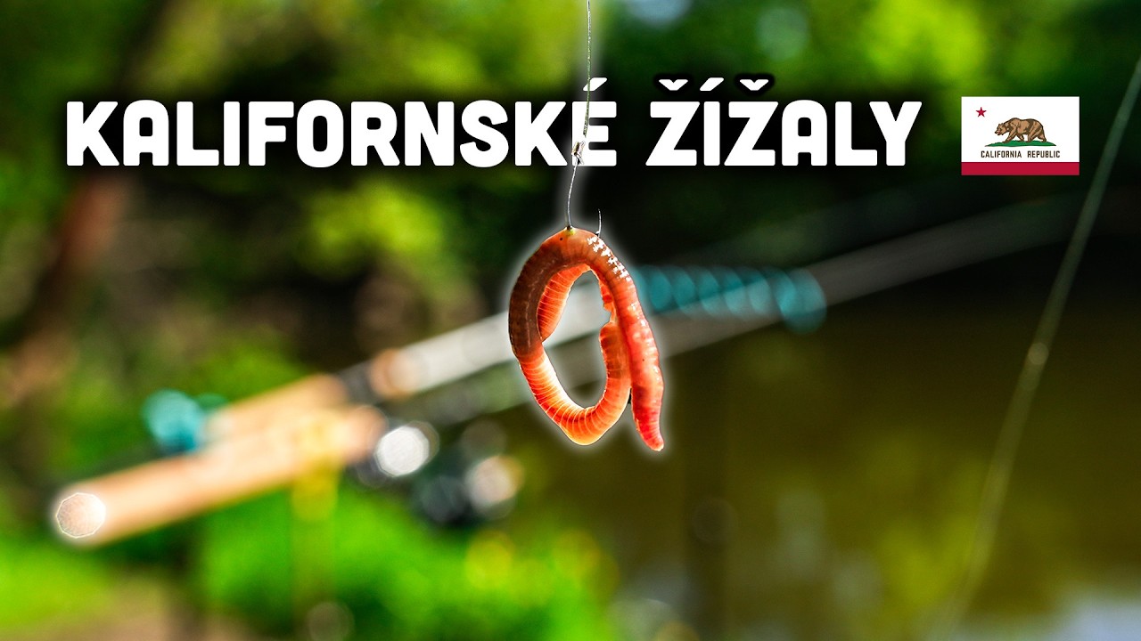 Jsou Kalifornské žížaly účinnou návnadou na lov na method feeder?