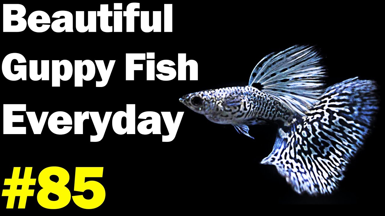 Guppy Channel - Beautiful Guppy Fish Everyday 85