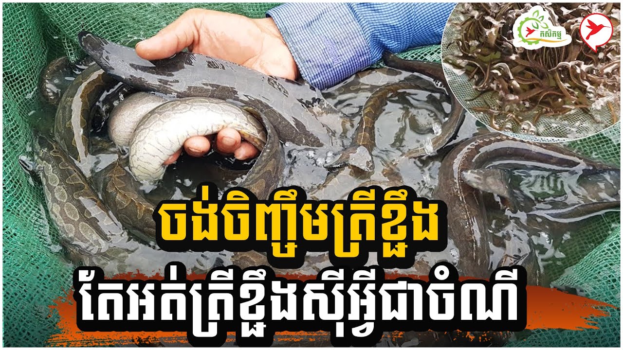 ចង់ចិញ្ចឹមត្រីខ្ជឹង តែអត់ត្រីខ្ជឹងស៊ីអ្វីជាចំណី | កម្មវិធីកសិកម្ម