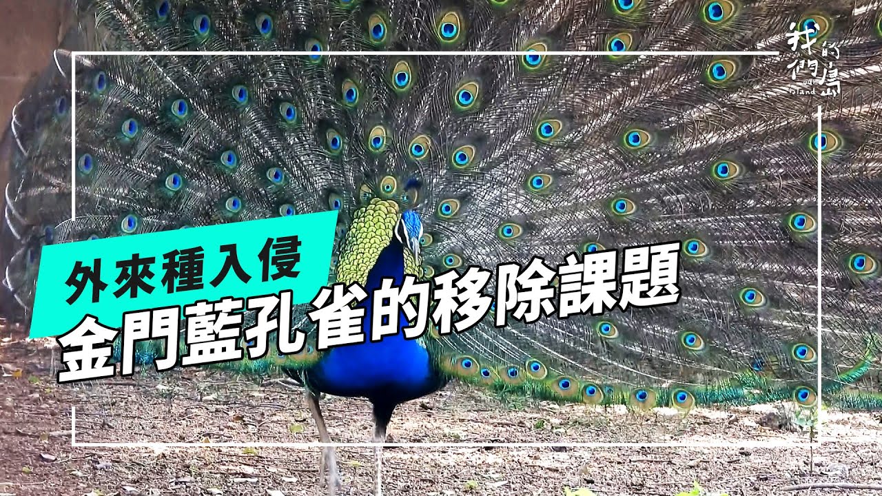 金門藍孔雀｜野外族群控制的難題(我們的島 第1263集 2024-07-08)