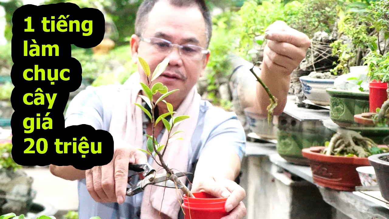 VIDEO ĐẦY Đủ Một Quá Trình Làm Cây Bám Đá Buổi Sáng Của Thắng Giò , Cây Sung ,SI Búp Đỏ Bám Đá Nhanh