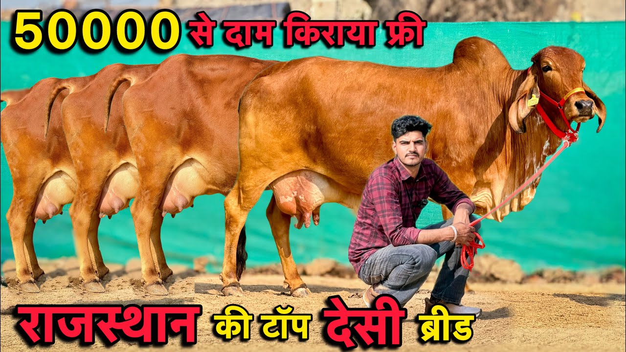 45000 से दाम,14 से 20 लीटर तक doodh कांटे तोलने वाला👍7 गाय बिकाऊ👌Top Desi Breed Cows For Sale