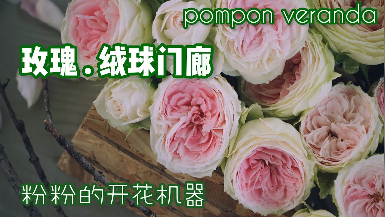 推荐一款我最爱的玫瑰：绒球门廊pompon veranda，花多，花期长，量大，抗病能力强，阳台也可种植！最主要是美美的！