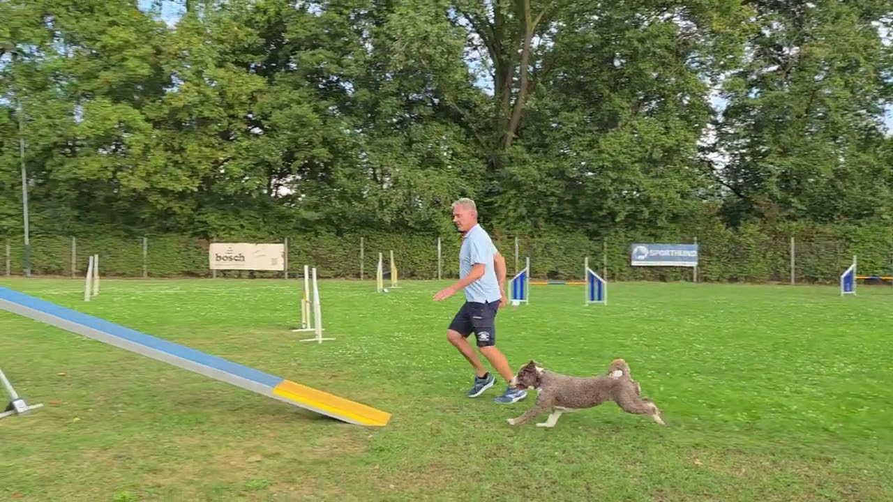 Anton beim Agility - total &uuml;bermotiviert // Perro de Agua Espa&ntilde;ol (spanischer Wasserhund)