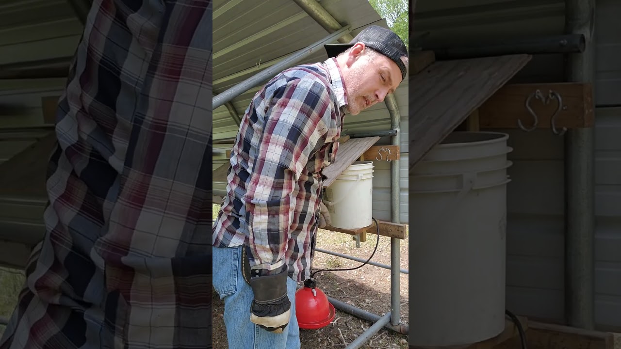 hanging plasson bell waterers for #chickens #farmtips #farmlife #chickencoop #farming #farm4profit