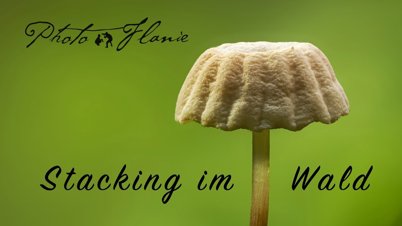 Stacking im Wald: Kleine Pilze mit der Olympus OM-D