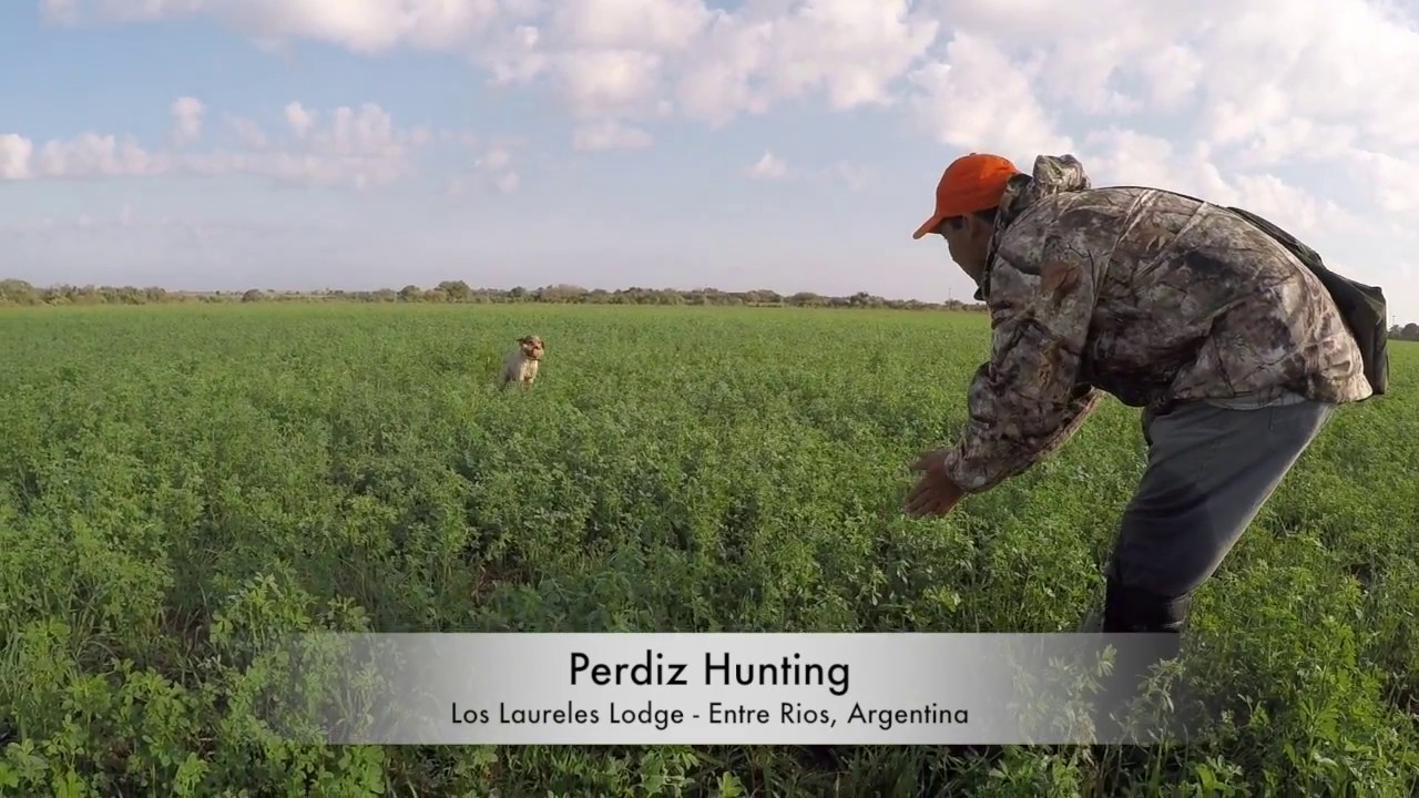 Perdiz hunting over dogs at Los Laureles Lodge