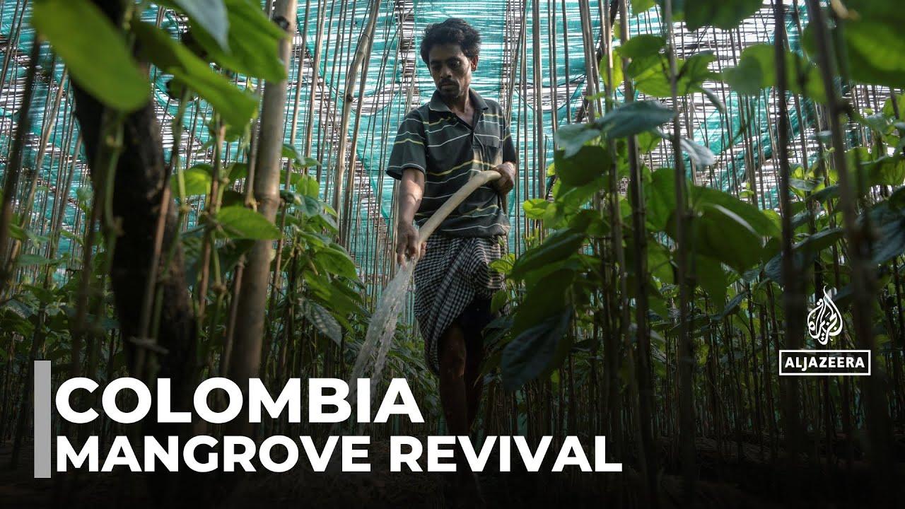 Colombia&rsquo;s bold efforts to restore mangroves amid climate crisis
