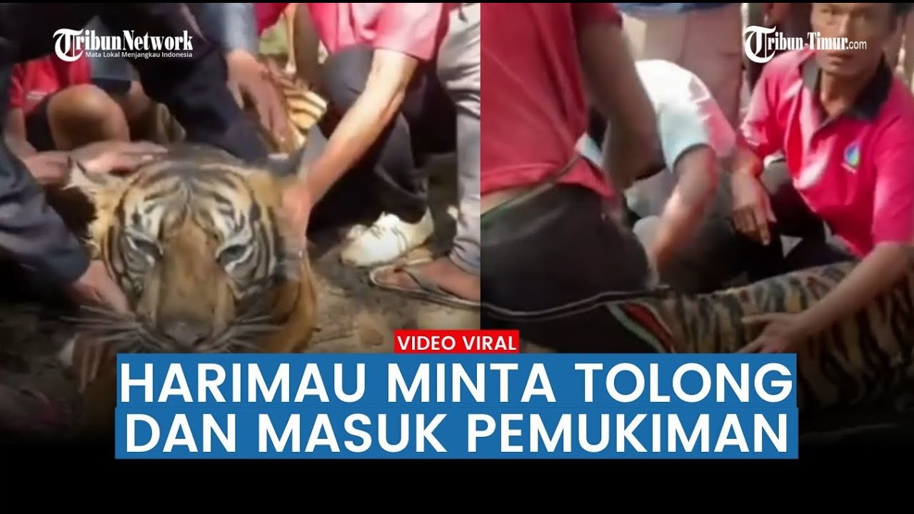 Harimau Masuk Pemukiman, DIkerumuni Warga Hingga Terlihat Lemas
