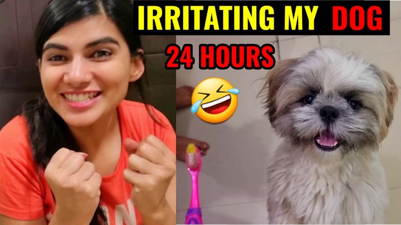 IRRITATING MY DOG FOR 24 HOURS !!😱😜 AAJ BADLA LE LIYA !!🥵🔥 Deepak Ahlawat vlog