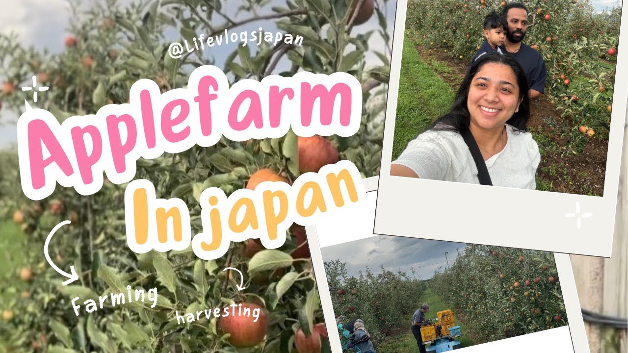 ജപ്പാനിലെ ഒരു ആപ്പിൾ തോട്ടം കണ്ടാലോ |Apple farm in japan#japan#japanmalayalam#japanvlog #applefarm