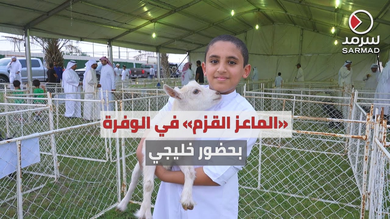 مربو الوفرة ينظمون معرضاً لـ«الماعز القزم».. بحضور خليجي مميز