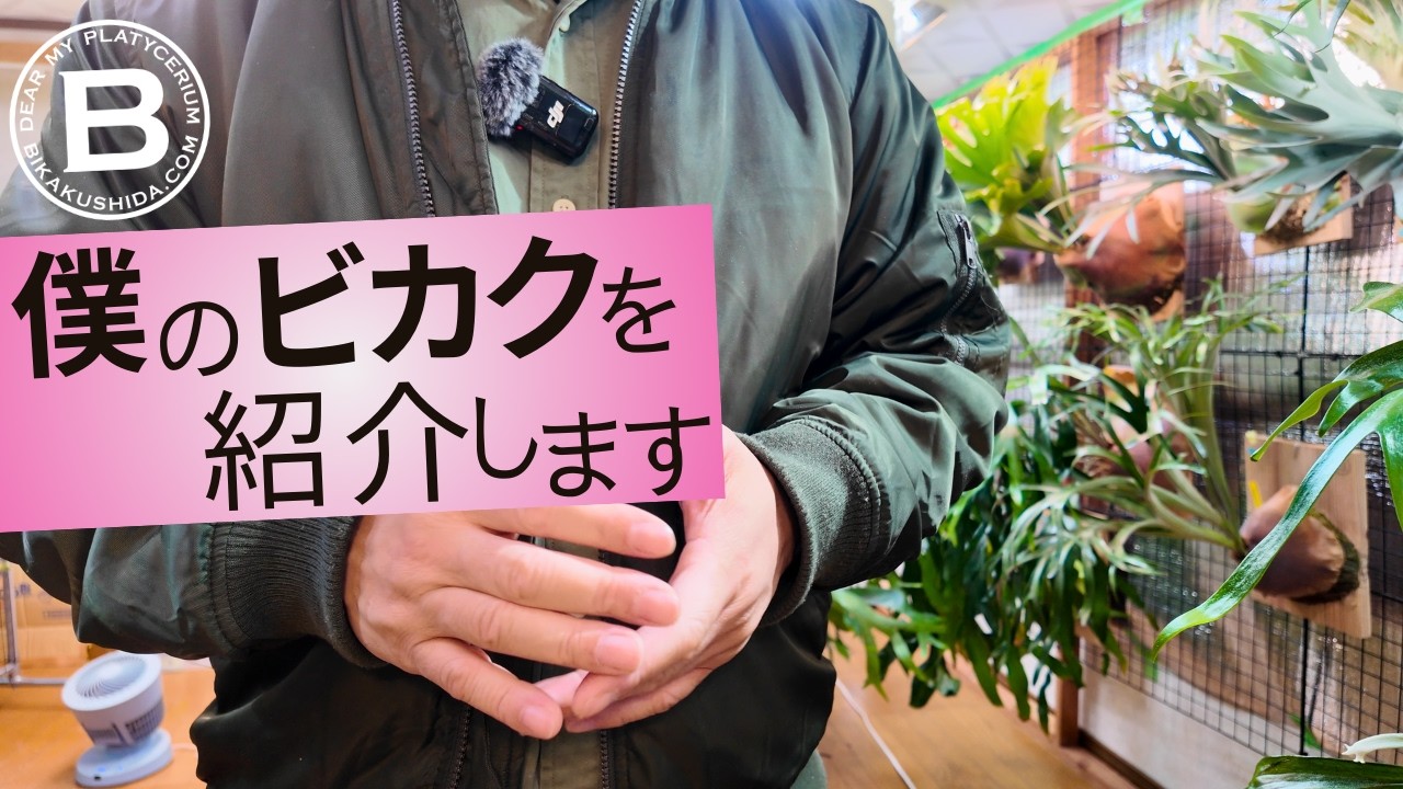 【僕のビカクシダを紹介します】コウモリラン/胞子培養/胞子培養
