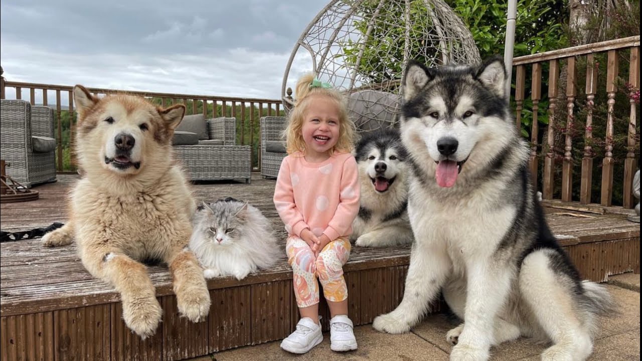 Dogs Go Crazy For Baby Girl Coming Home From Nursery! (Cutest Ever!!)