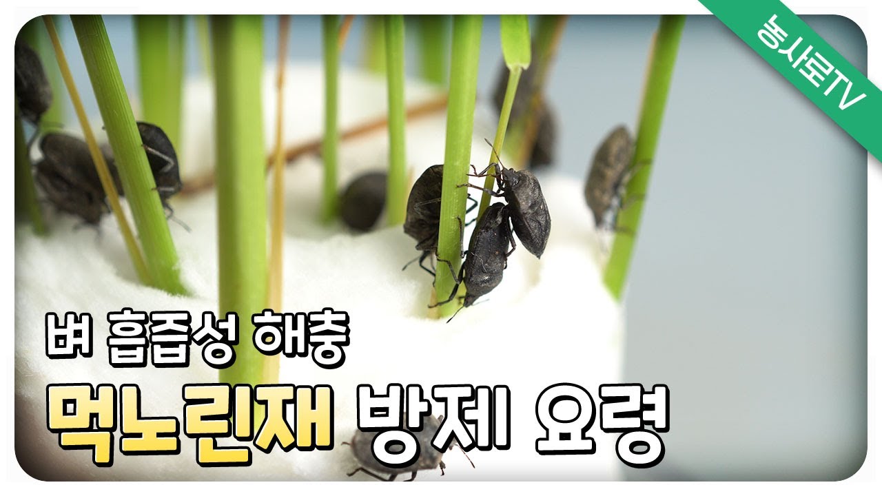 [농업기술동영상] 벼 흡즙성 해충 먹노린재 방제 요령
