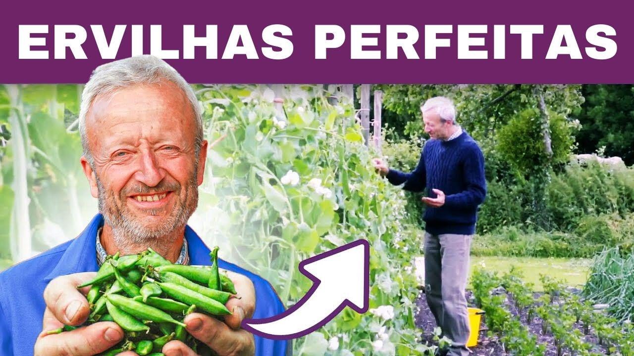 Seu Guia para Cultivar Ervilhas Gigantes – Pequenas, Grandes e com Vagem Comestível!