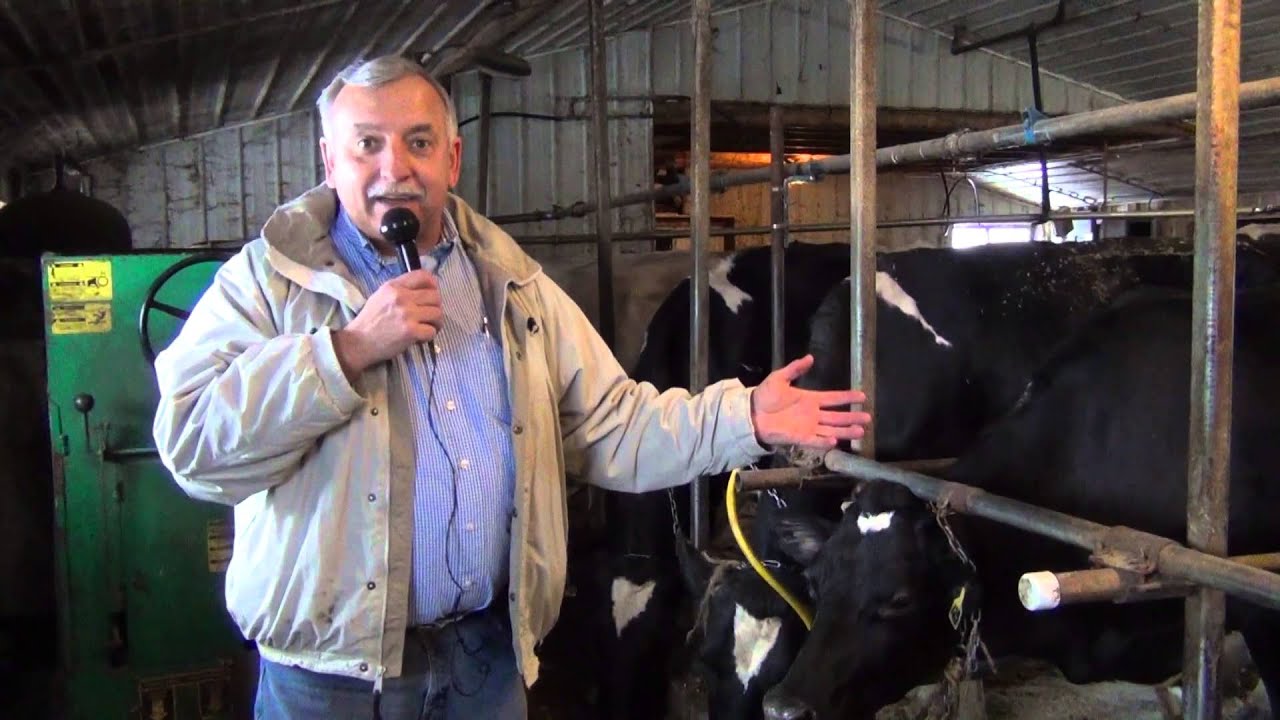 Cow Comfort Tie Stall Barns