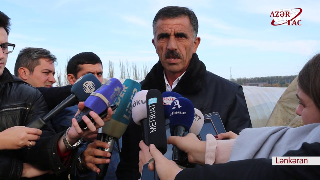 Lənkəranda nadir sitrus meyvəsi yetişdirilir- Hallabonq