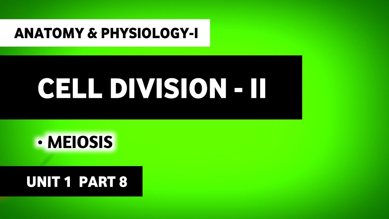 Cell Division | Meiosis | Reproductive Cell Division | Human Anatomy And Physiology | HAP | B Pharma