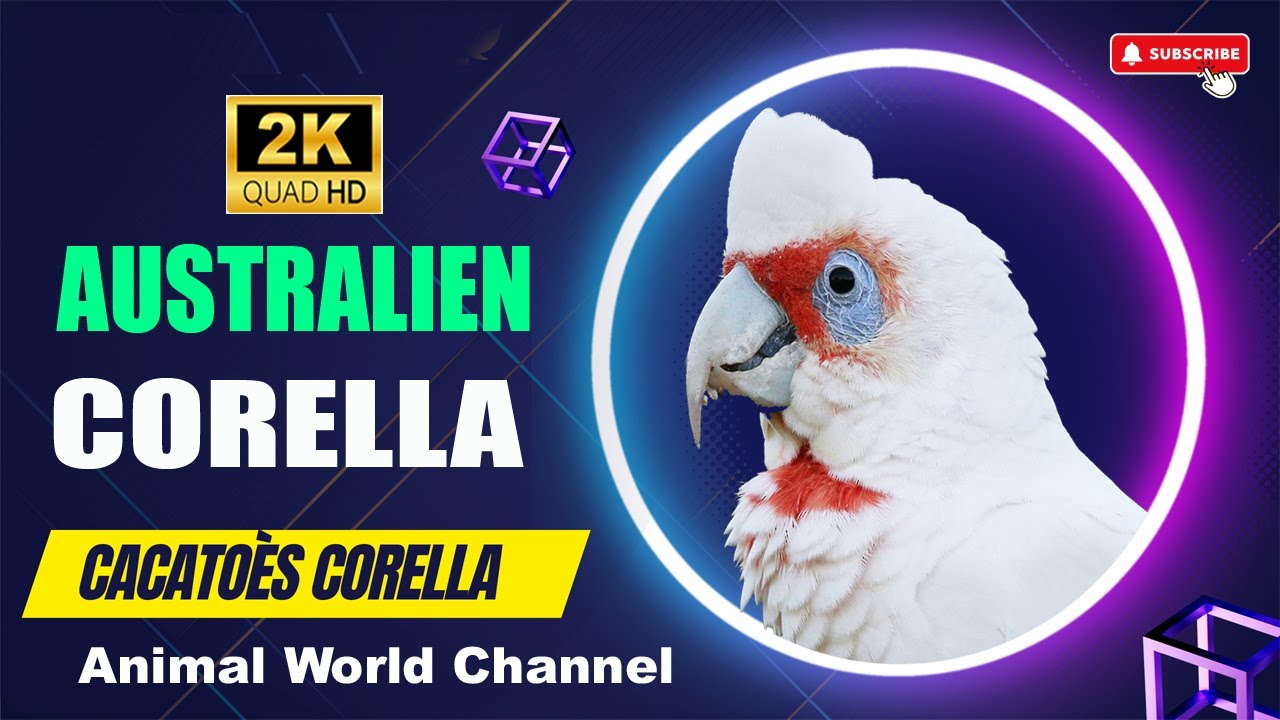 Australien corella avec musique relaxante