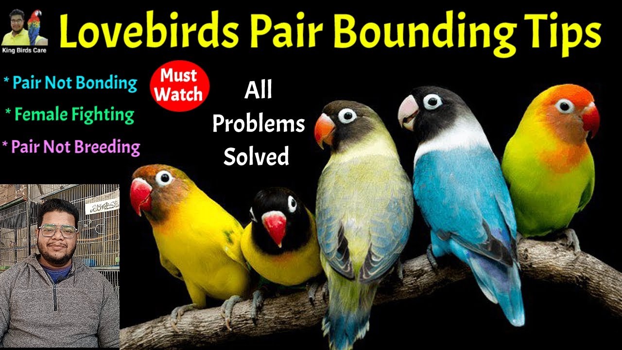 Lovebirds pair bounding tips Love birds pairing tips