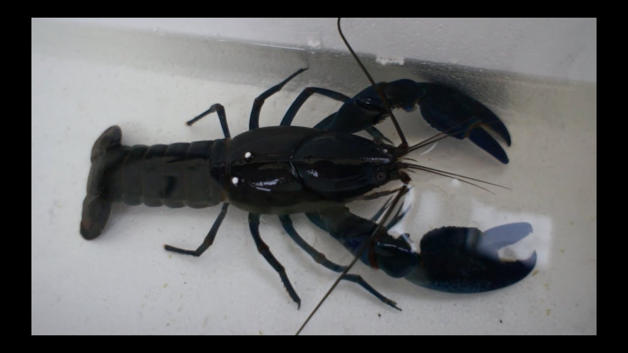 Aquaponic Yabbies