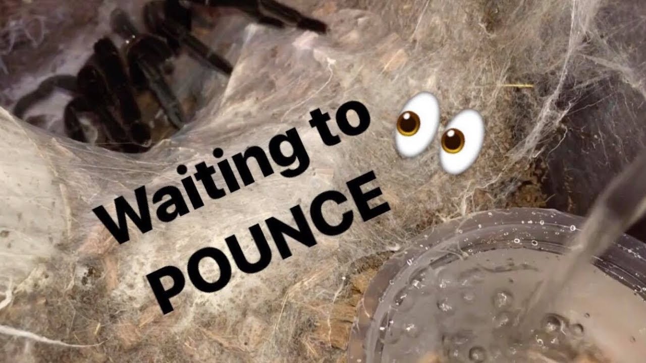 WATERING my TARANTULAS 