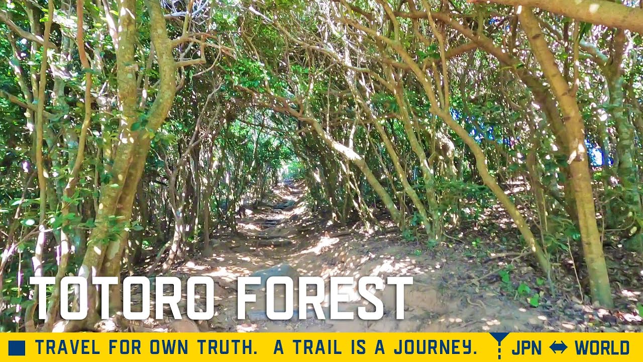 [4K] Totoro Forest in Itoshima, Fukuoka! 福岡県、糸島のトトロの森をさんぽ。