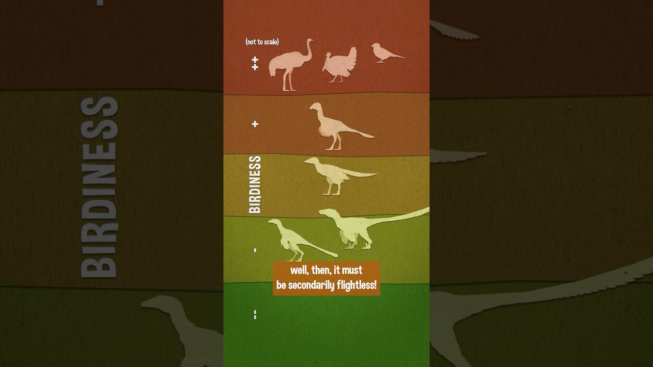 Flight(lessness) in Dinosaurs is Tricky