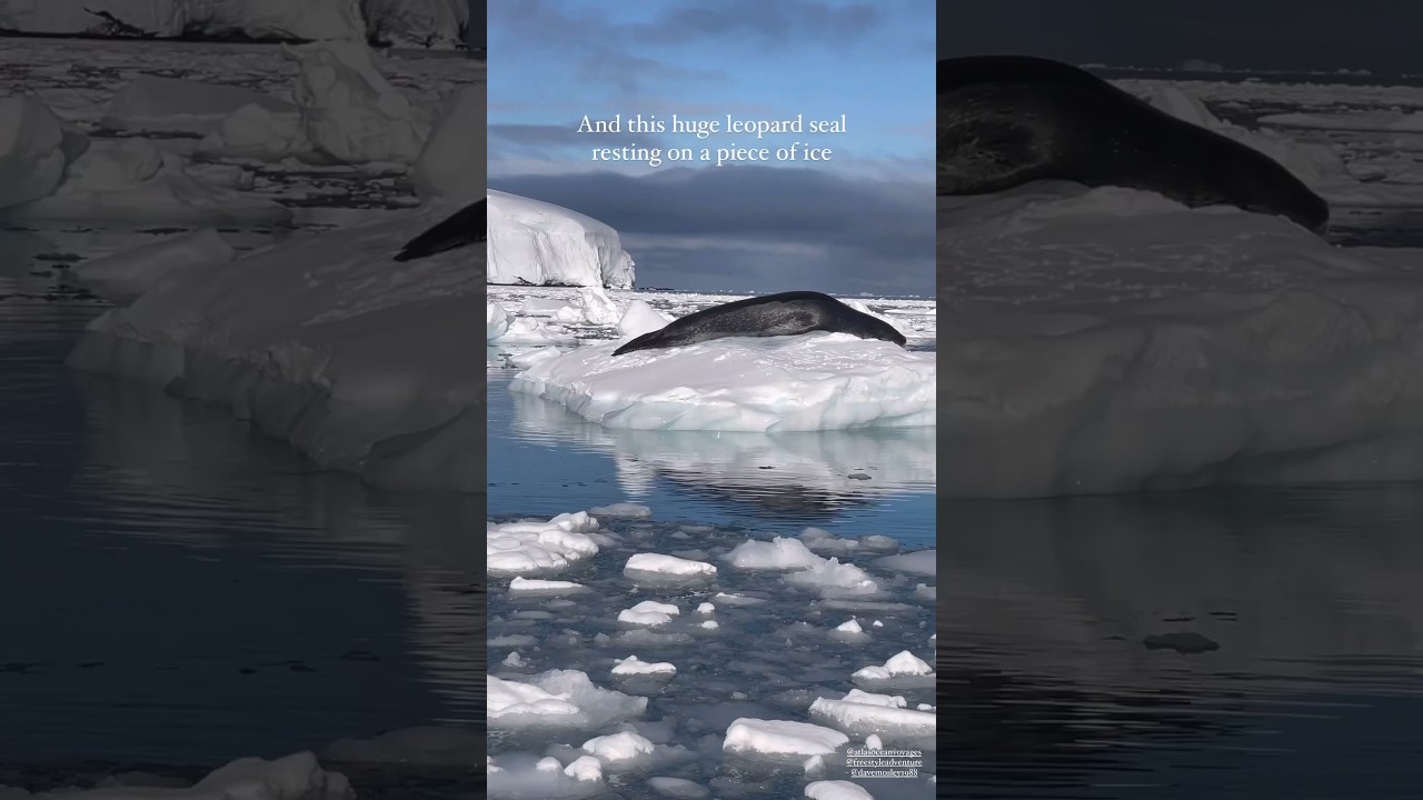 Biggest Leopard Seal in Antarctica 🇦🇶
